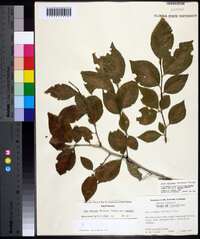 Ilex ambigua image