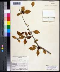 Ilex ambigua image