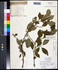 Ilex ambigua image