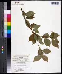 Ilex ambigua image