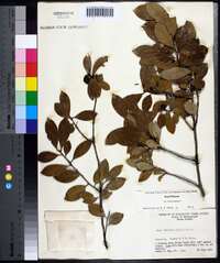 Ilex coriacea image