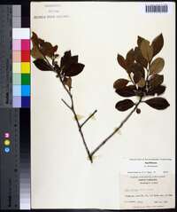 Ilex coriacea image