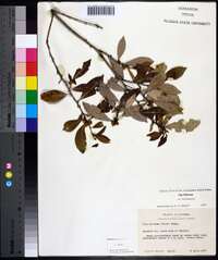 Ilex coriacea image