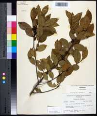 Ilex coriacea image