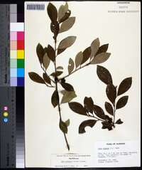 Ilex coriacea image