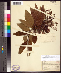 Ocotea coriacea image