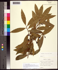 Ocotea coriacea image