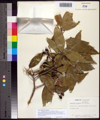 Ocotea coriacea image