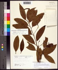 Ocotea coriacea image