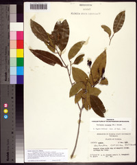 Ocotea coriacea image