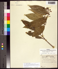 Ocotea coriacea image