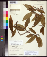 Ocotea coriacea image