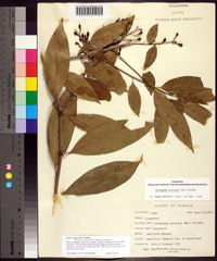 Ocotea coriacea image