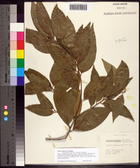 Ocotea coriacea image