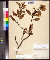 Persea humilis image