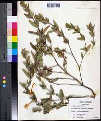 Ruellia humilis image