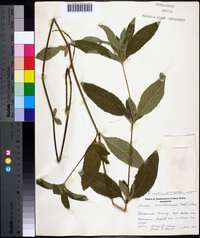 Ruellia caroliniensis image