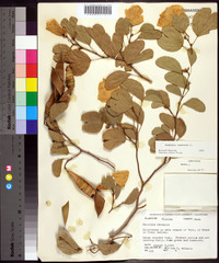 Bauhinia tomentosa image