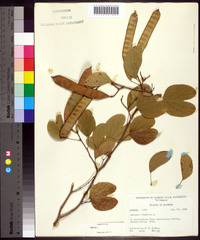 Bauhinia tomentosa image