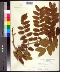 Caesalpinia violacea image