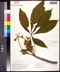 Aesculus flava image