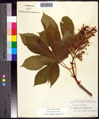 Aesculus flava image