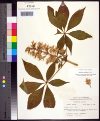 Aesculus glabra image