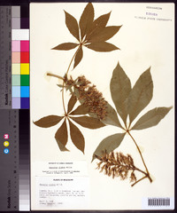 Aesculus glabra image