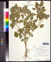 Acalypha ostryifolia image