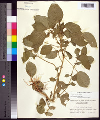 Acalypha ostryifolia image