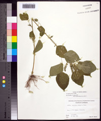 Acalypha setosa image