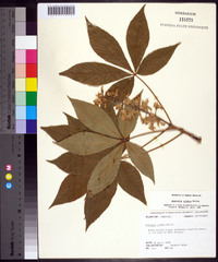 Aesculus glabra image