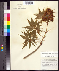 Aesculus glabra var. arguta image