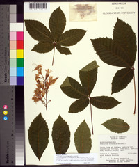 Aesculus flava image