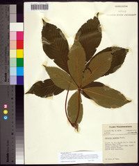 Aesculus flava image