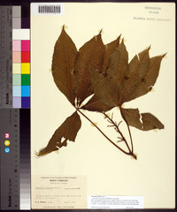 Aesculus flava image