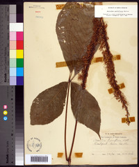 Aesculus parviflora image