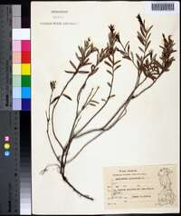 Andromeda polifolia image