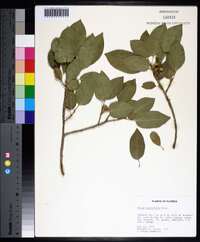 Ficus citrifolia image