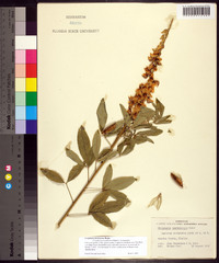 Crotalaria trichotoma image