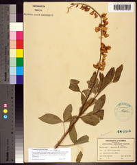 Crotalaria trichotoma image