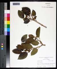 Ficus citrifolia image
