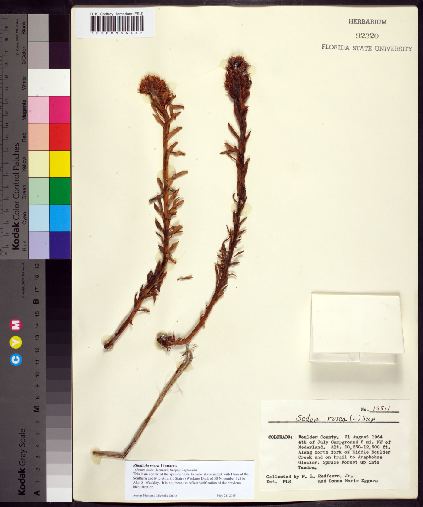 Rhodiola rosea image