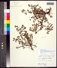 Chamaesyce hyssopifolia image