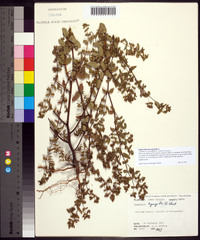 Chamaesyce hyssopifolia image