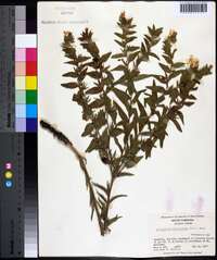 Lithospermum caroliniense image