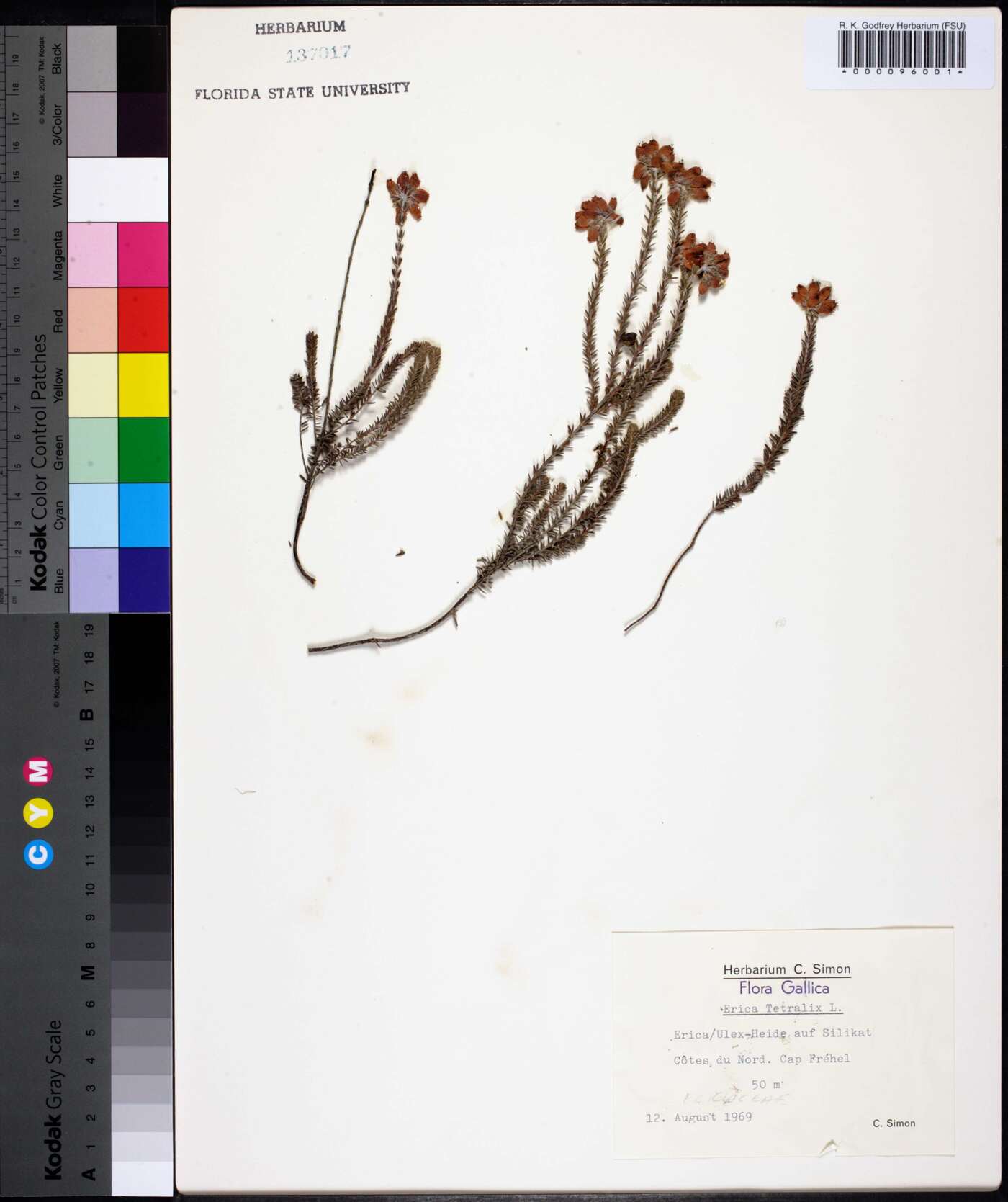 Erica tetralix image