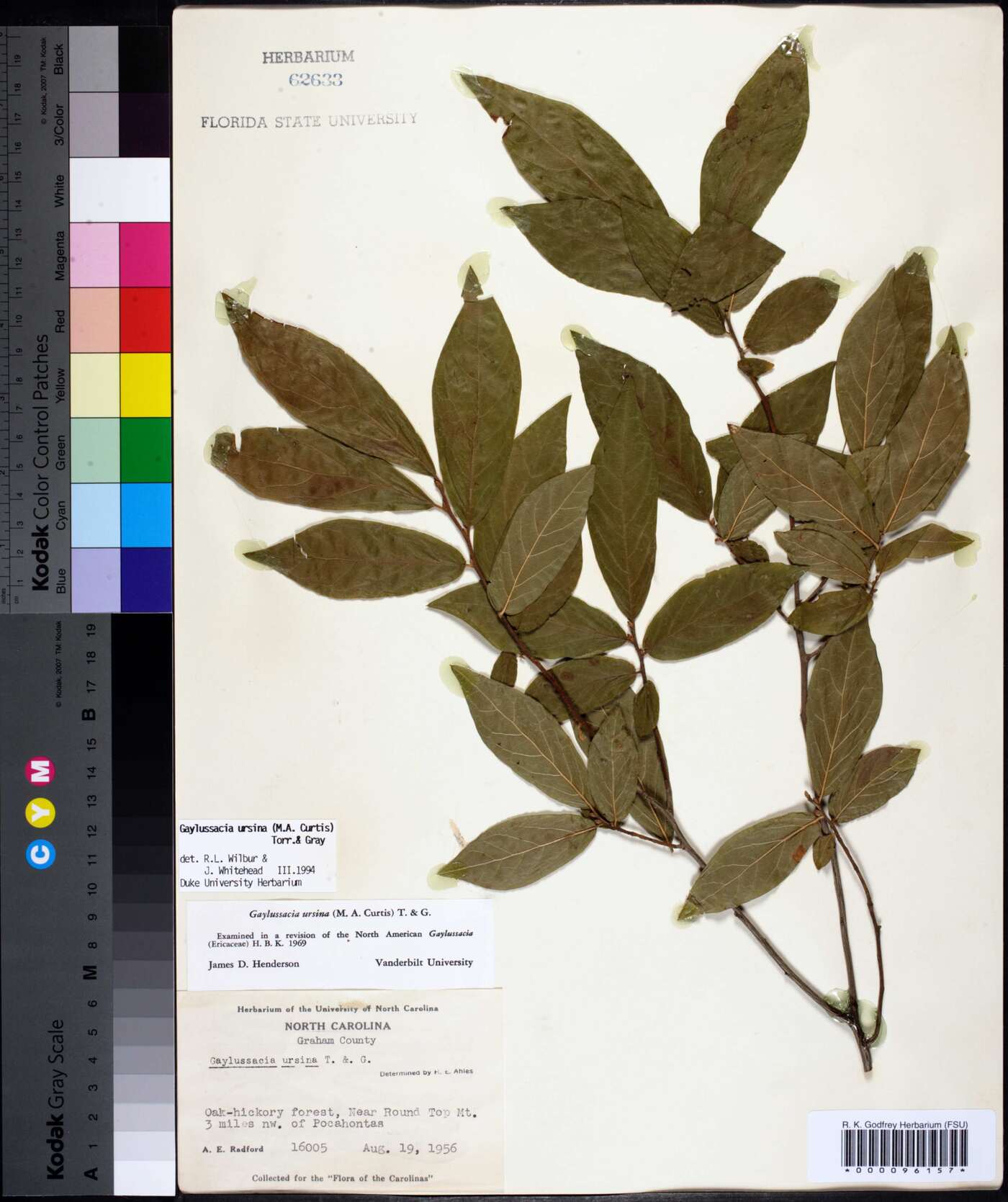 Gaylussacia ursina image