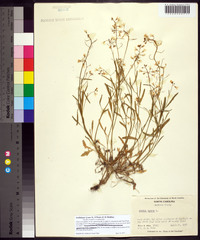 Arabidopsis lyrata subsp. kamchatica image