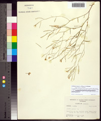 Arabidopsis lyrata image